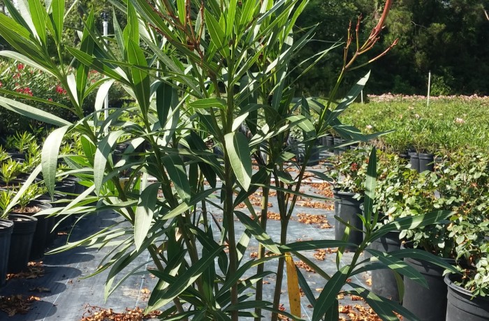 3G Oleander (Hardy Red)