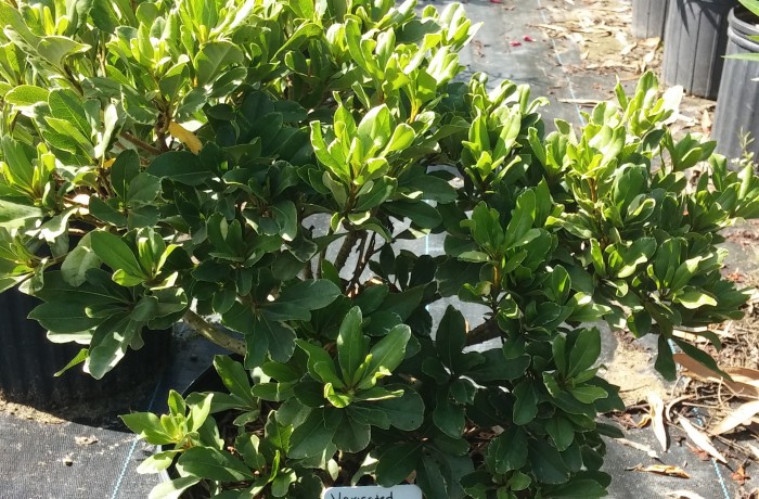 3G Variegated Pittosporum