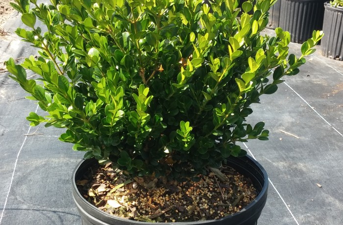 3G Japanese Boxwood (Wintergreen)