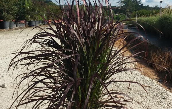 3G Purple Fountain Grass